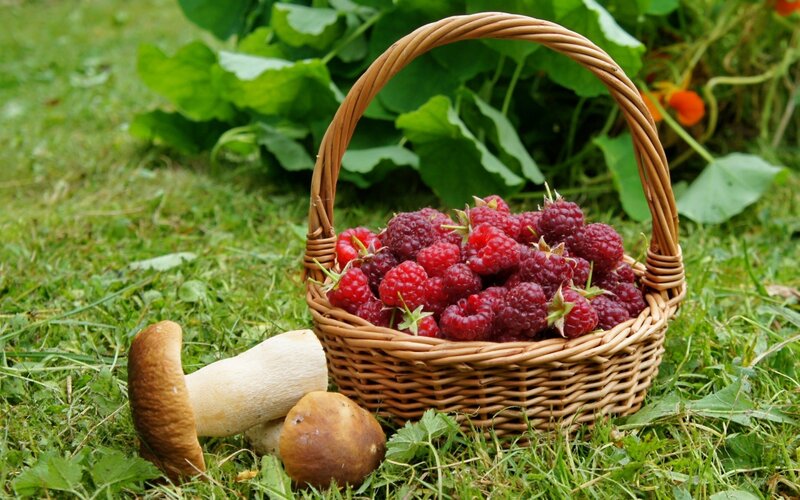 Basket of Raspberries — Green
