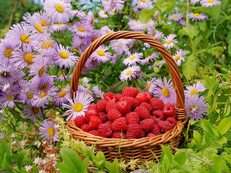 Basket of Raspberries — Purple
