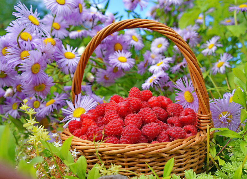 Basket of Raspberries — Red, Serene, Summer, Photograph, Flowers