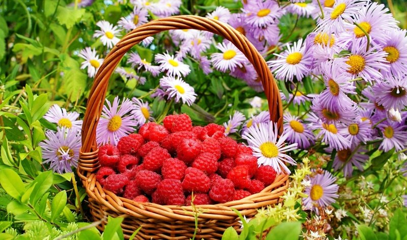Basket of Raspberries — Red, Serene, Summer, Photograph