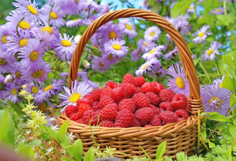Basket of Raspberries — Red, Serene, Summer