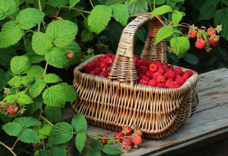 Basket of Raspberries — Red