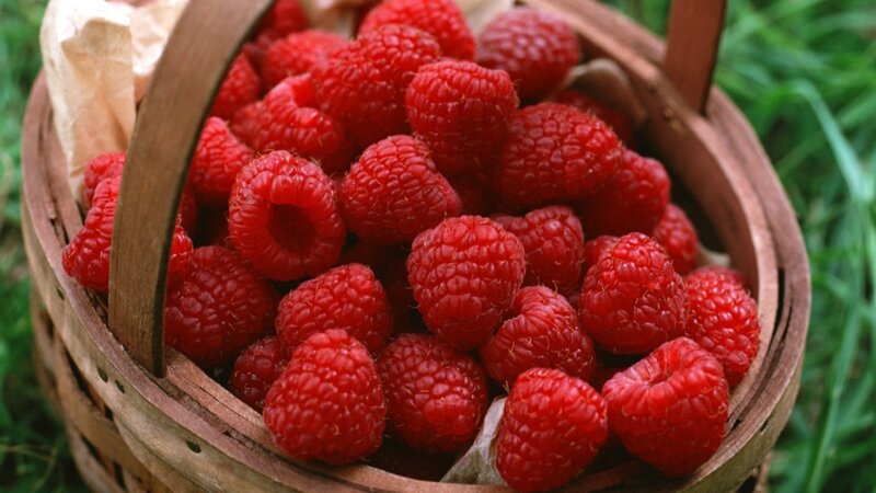 Basket of Raspberries
