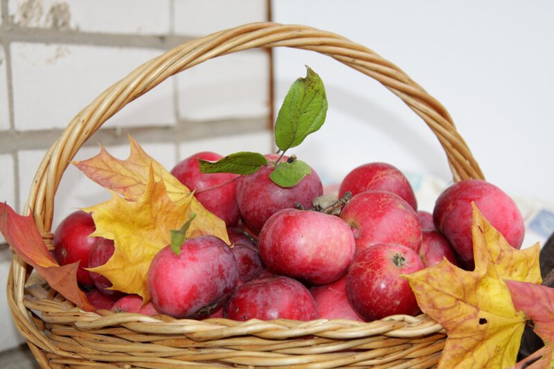 Basket of Red Apples — Calm, Autumn