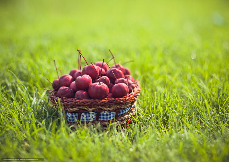 Basket of Red Apples — Green, Serene, Afternoon