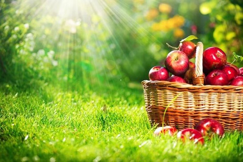 Basket of Red Apples — Green, Serene