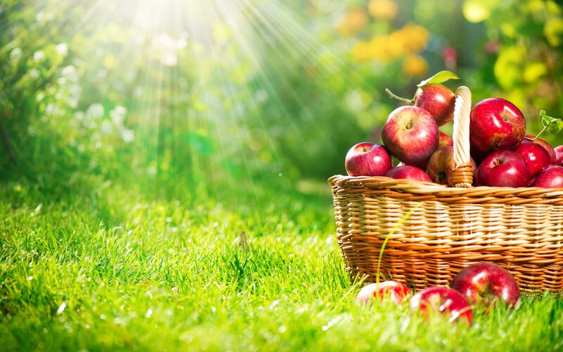 Basket of Red Apples — Green