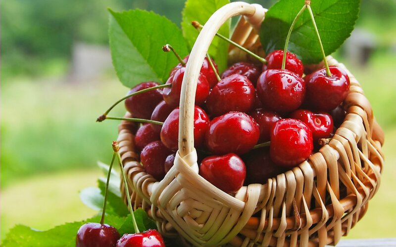 Basket of Red Cherries — Fresh, Summer