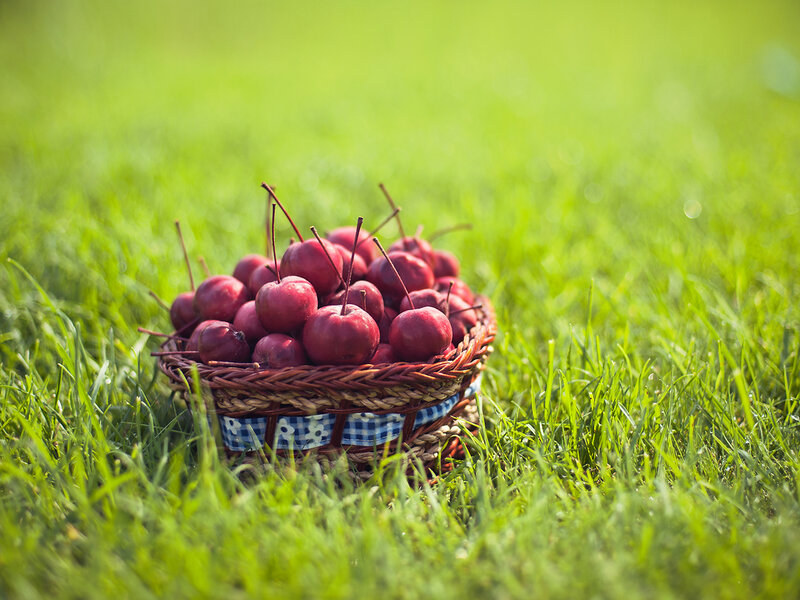 Basket of Red Cherries