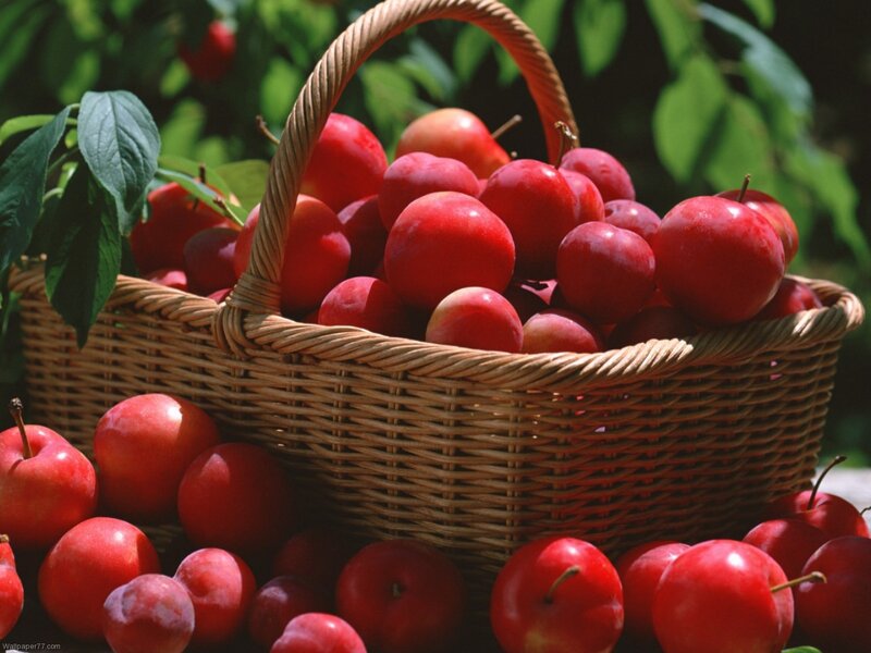 Basket of Red Plums — Natural