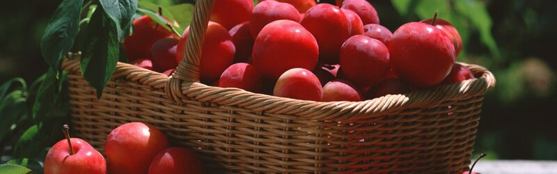 Basket of Red Plums