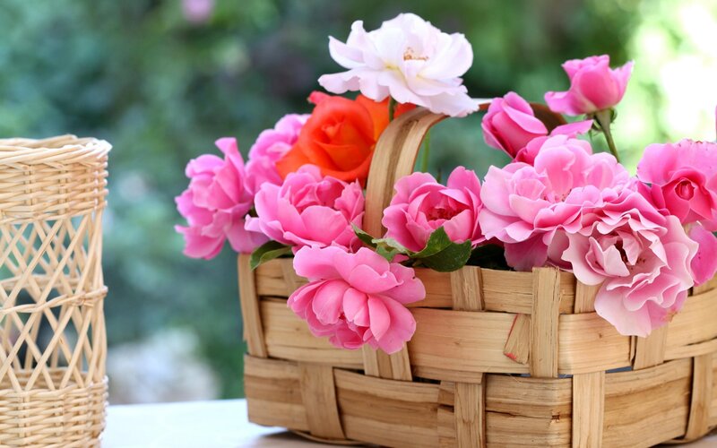 Basket of Roses — Pink, Serene, Afternoon, Photograph, Wicker Basket, Green Leaves, Outdoor