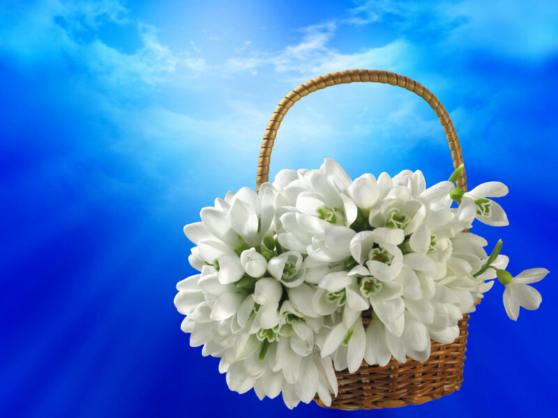 Basket of Snowdrops