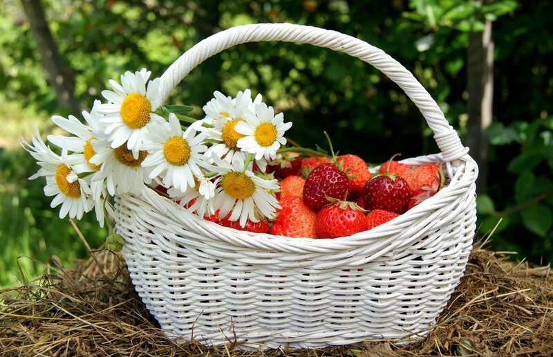 Basket of Strawberries and Daisies