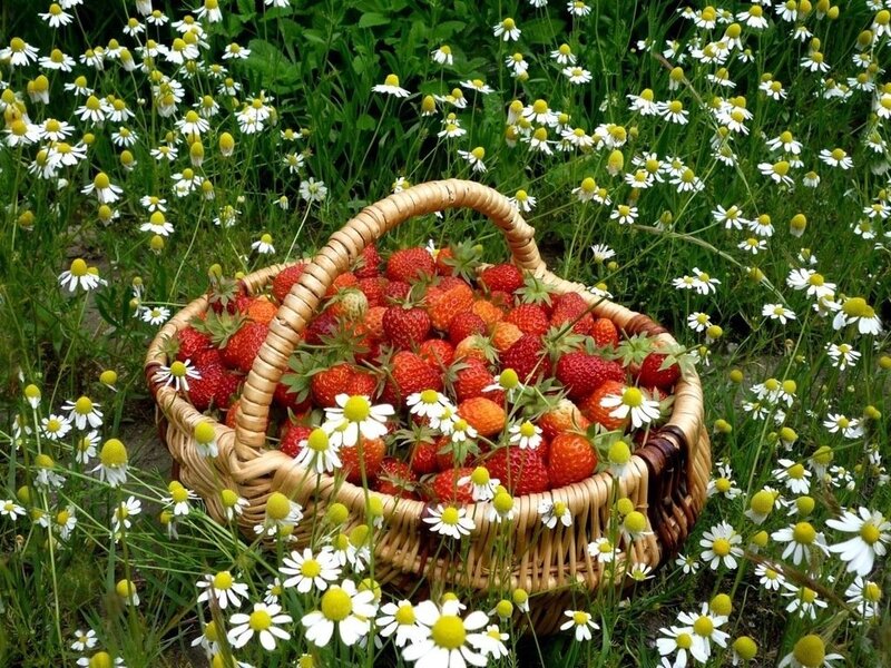 Basket of Strawberries — Green