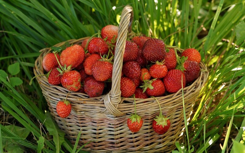 Basket of Strawberries — Red, Natural, Afternoon, Photograph