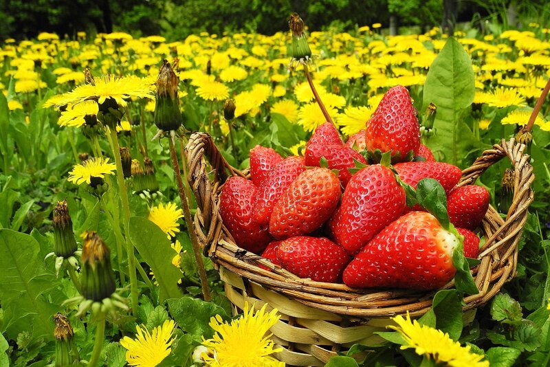 Basket of Strawberries — Red, Natural, Summer, Photograph