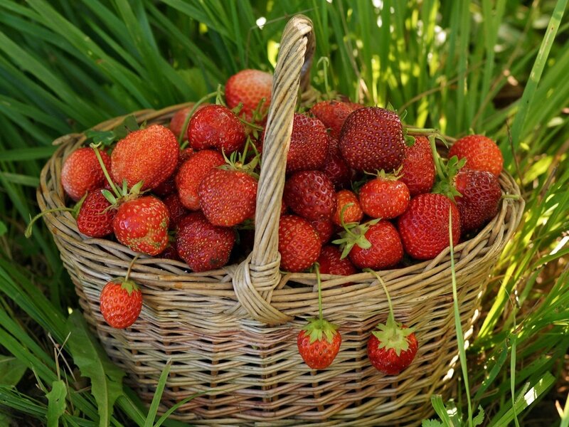 Basket of Strawberries — Red, Natural