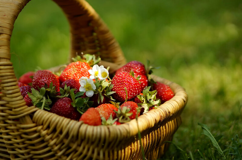Basket of Strawberries — Red, Serene, Afternoon, Photograph