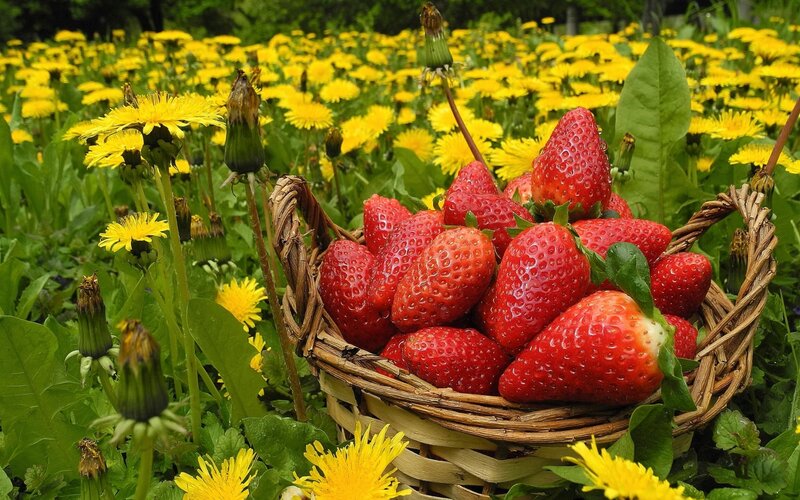 Basket of Strawberries — Red, Serene, Spring
