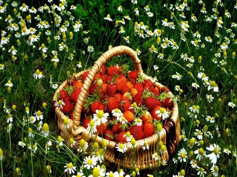 Basket of Strawberries — Red, Serene, Summer
