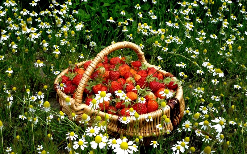 Basket of Strawberries — Red, Serene