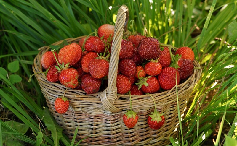 Basket of Strawberries — Red