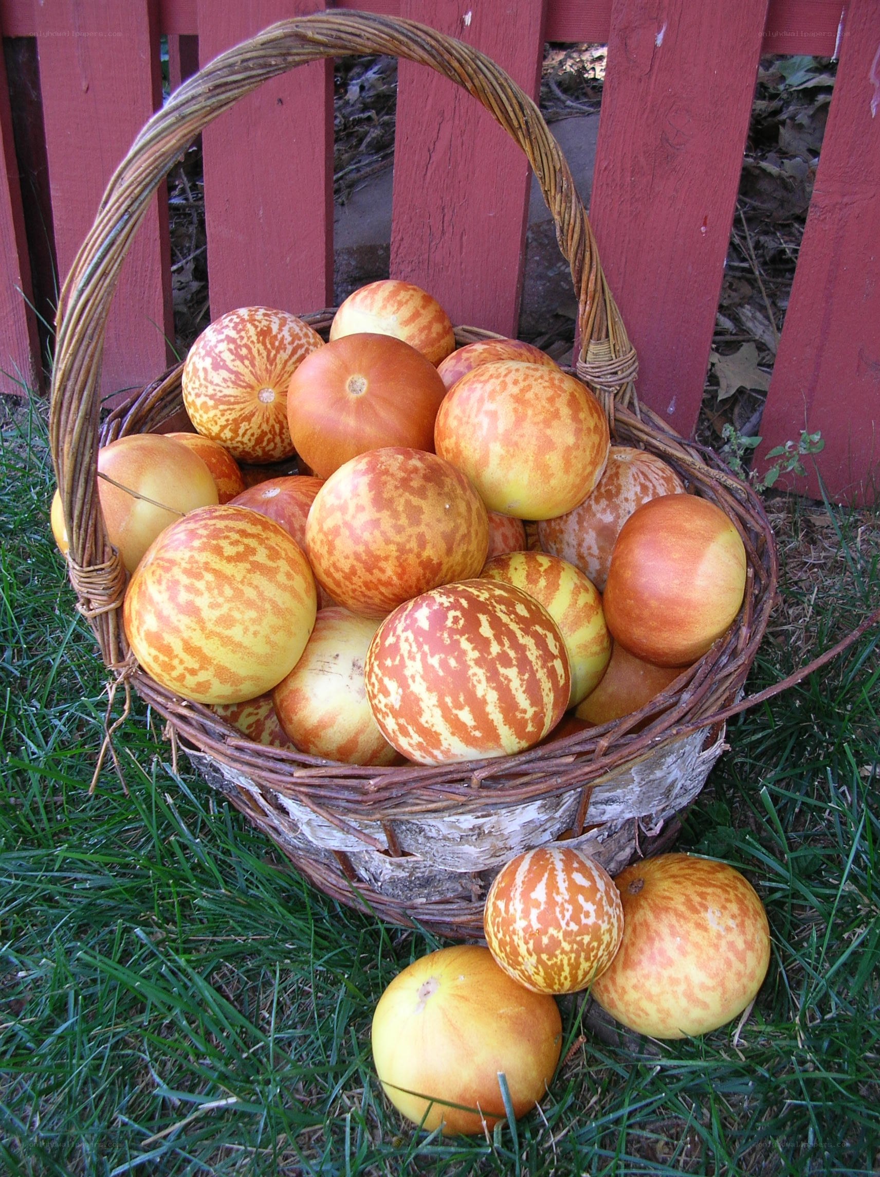 Basket of striped melons