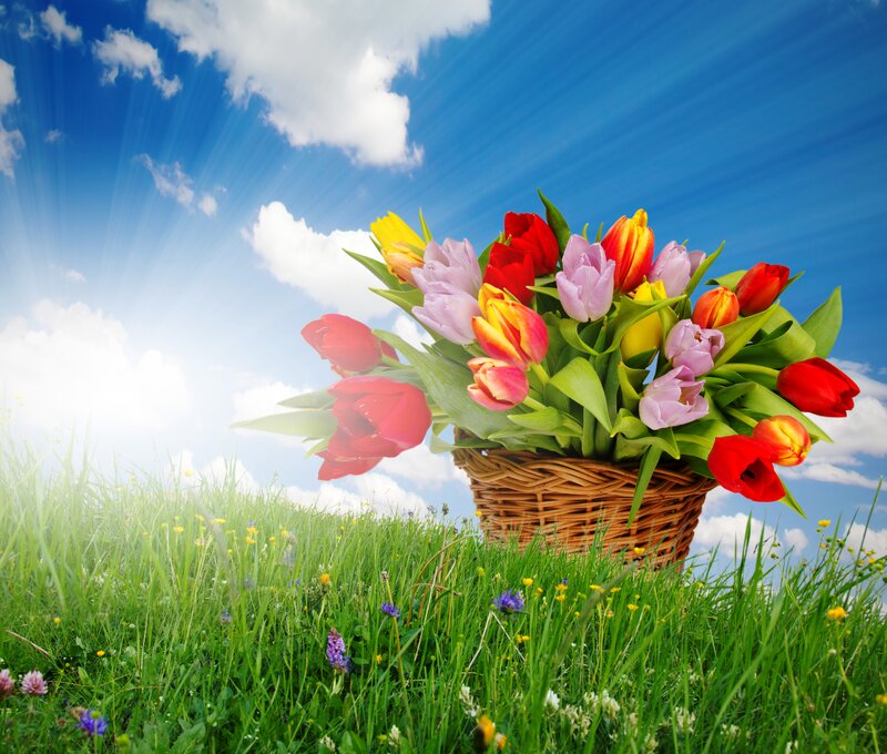 Basket of Tulips — Blue