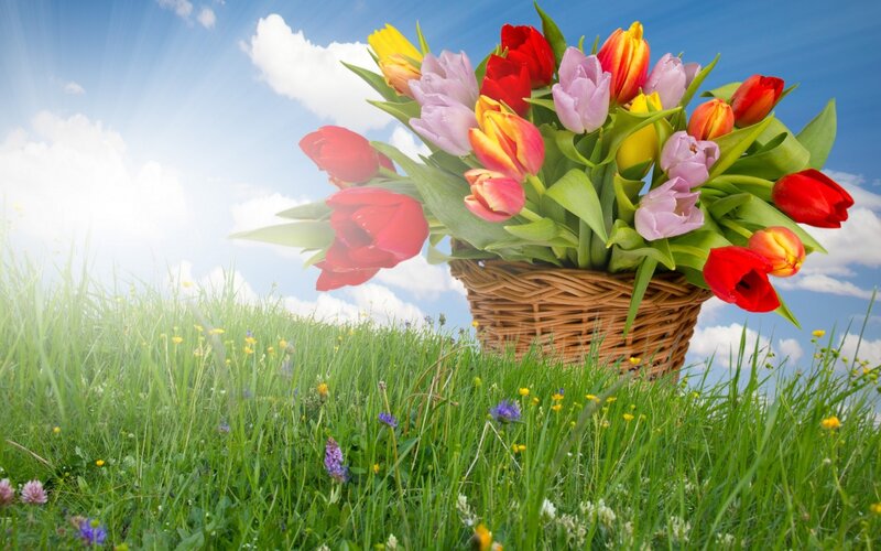Basket of Tulips in Field