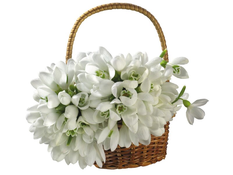 basket of white snowdrops