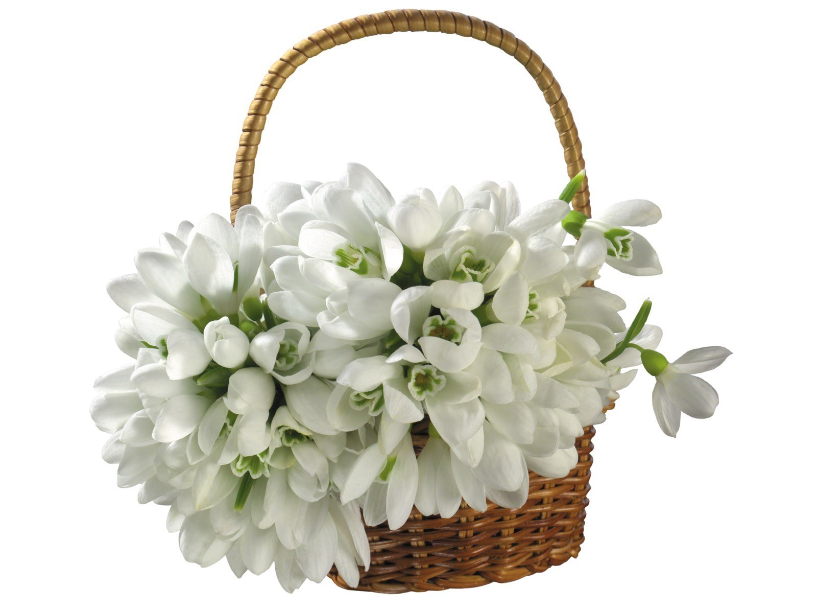 basket of white snowdrops