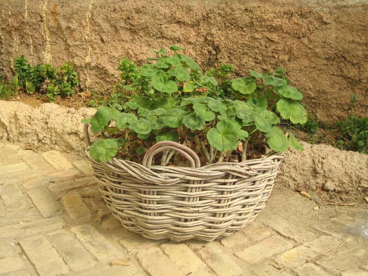 basket with green plant