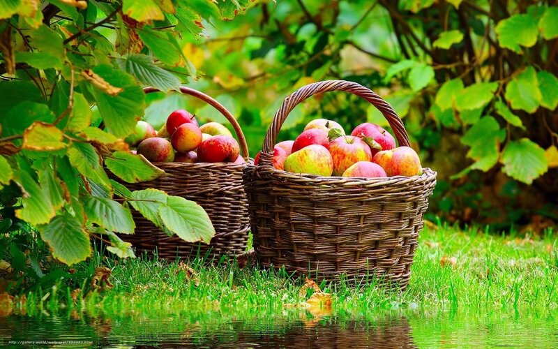 Baskets of apples in garden