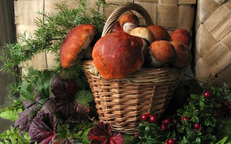 Baskets of mushrooms and berries