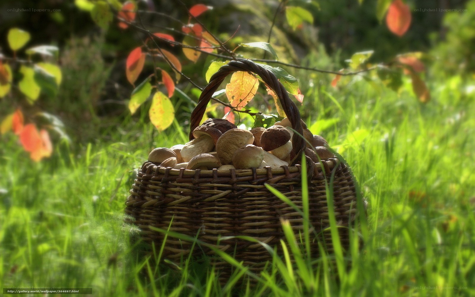 Baskets of mushrooms in the forest