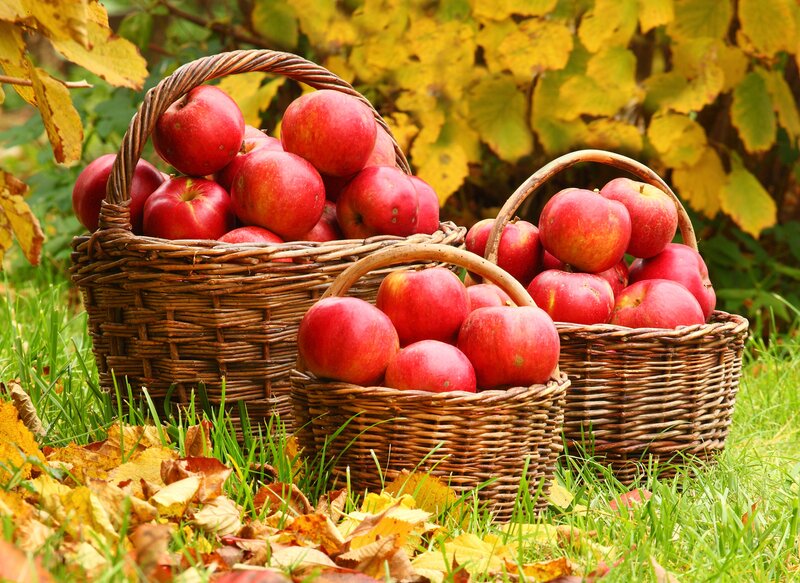 Baskets of Red Apples
