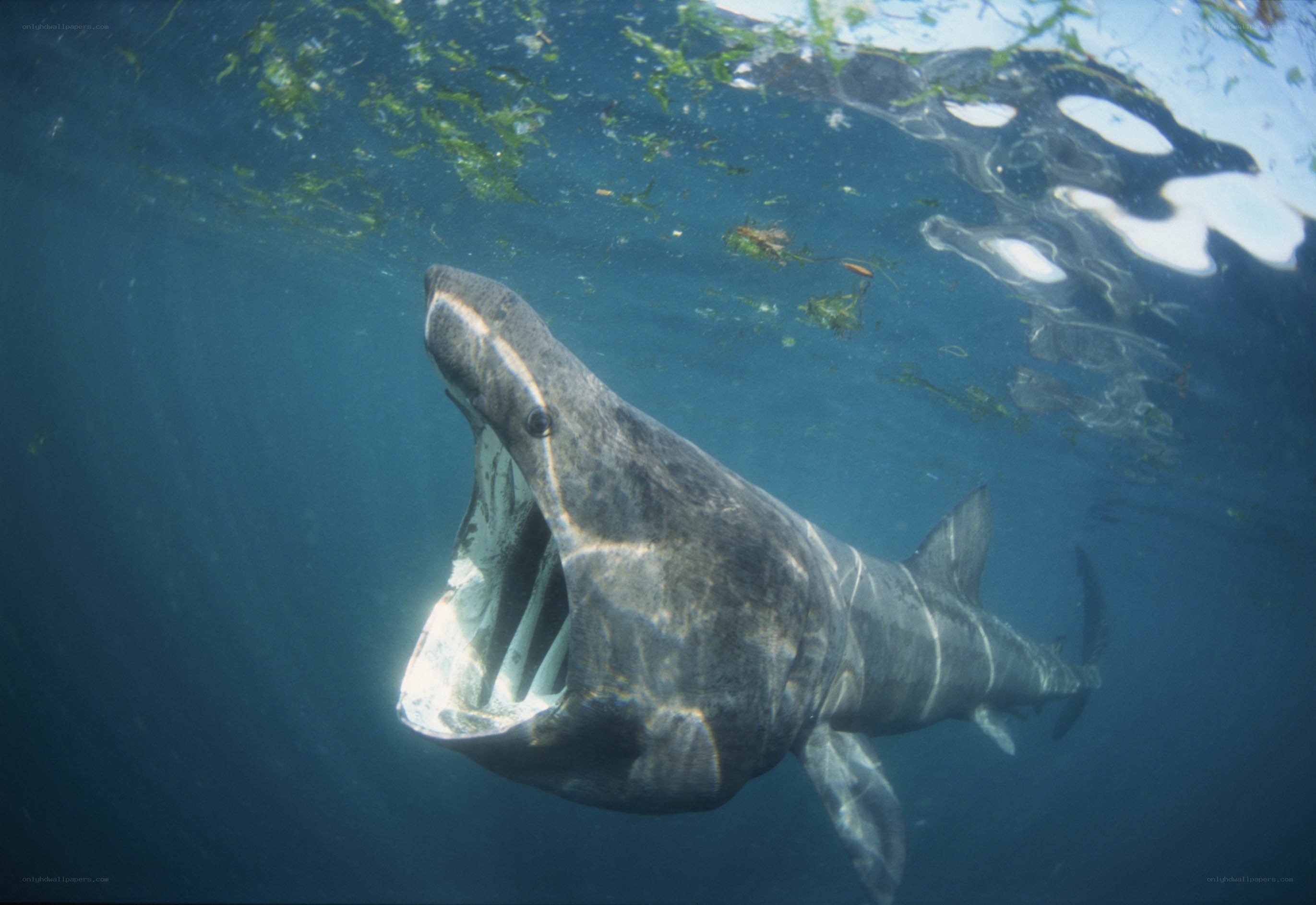 Basking shark swimming underwater