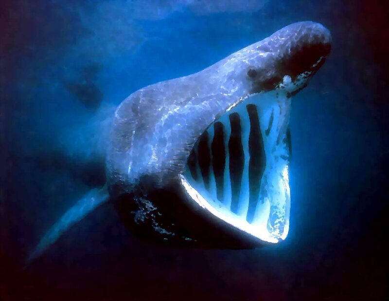 Basking shark with open mouth