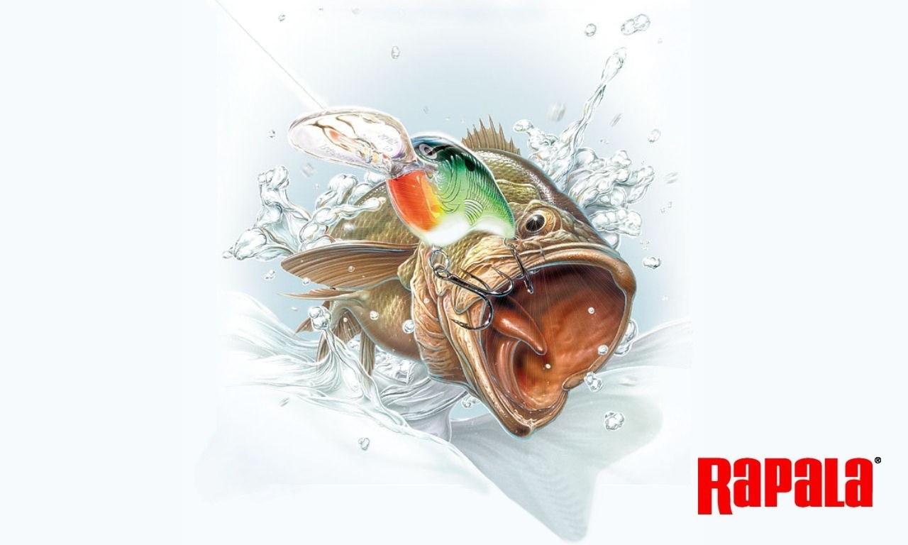 Bass biting a lure