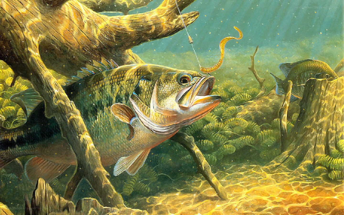 Bass chasing bait underwater