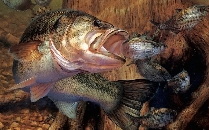 Bass eating smaller fish