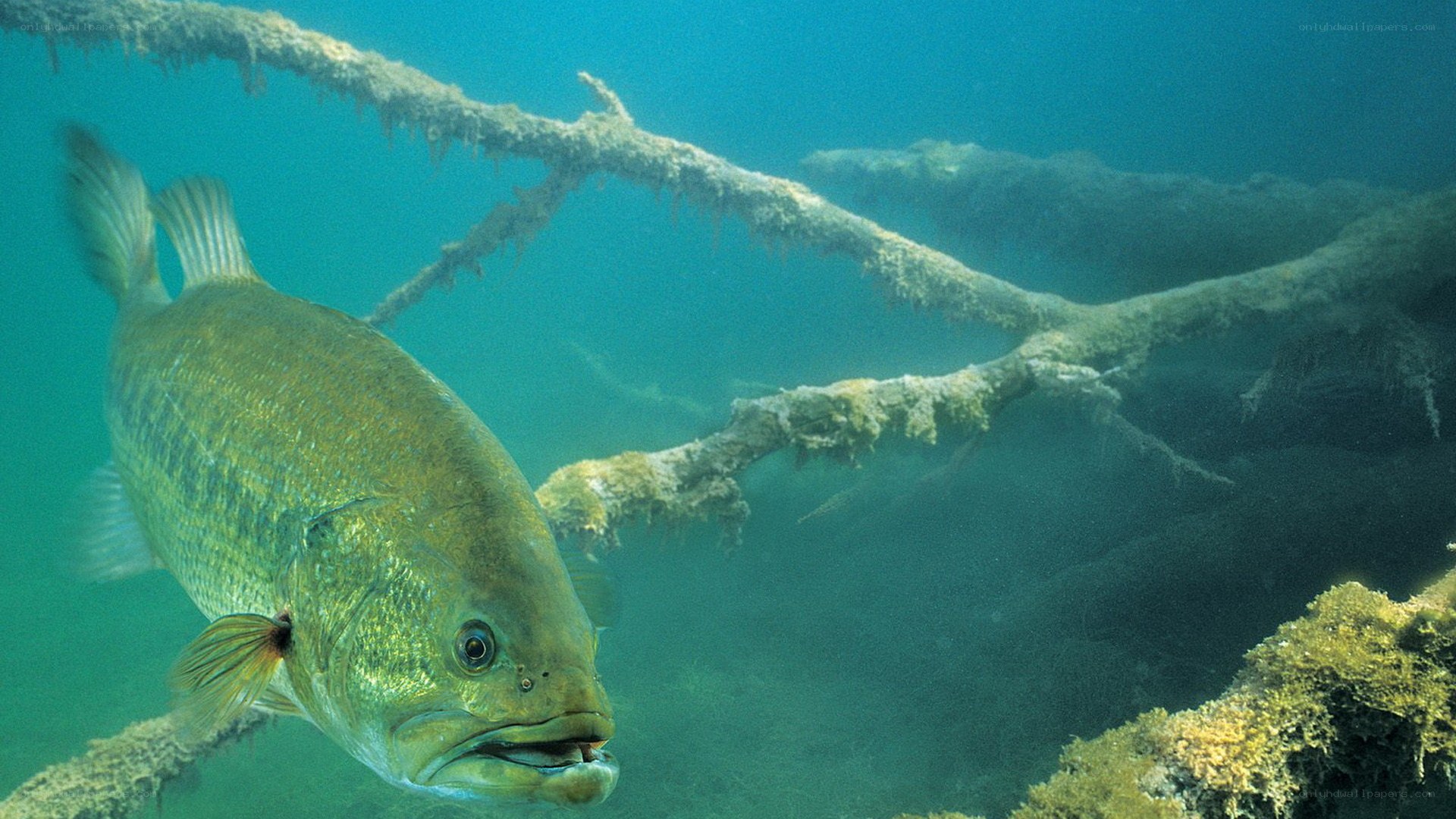 bass fish near submerged branches