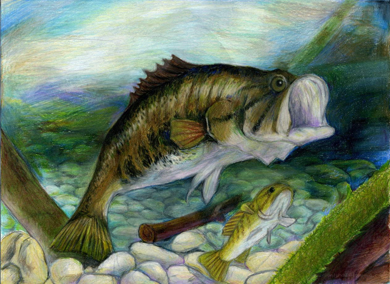 Bass fish underwater scene