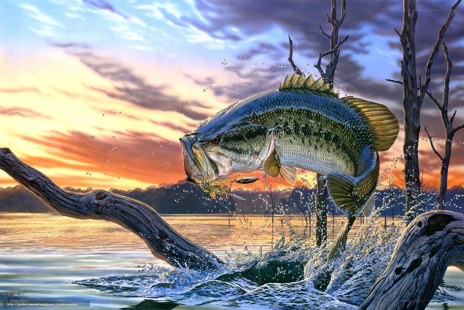 Bass leaping at sunset