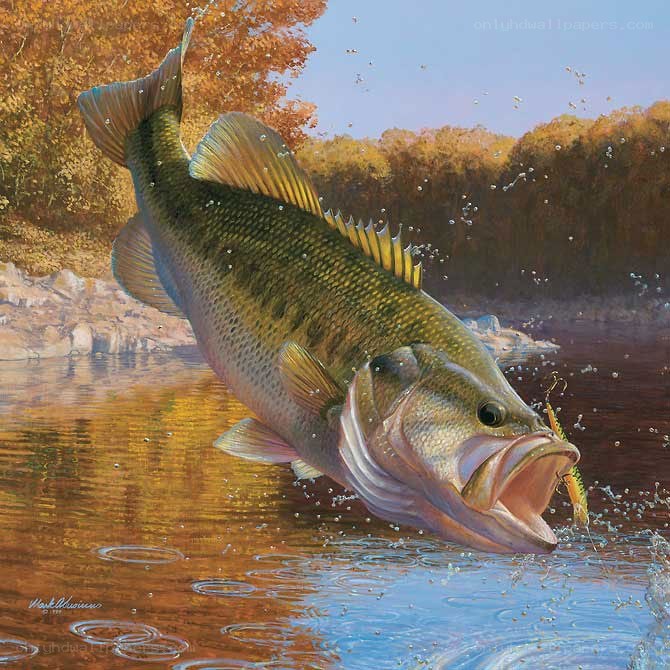 Bass leaping from river