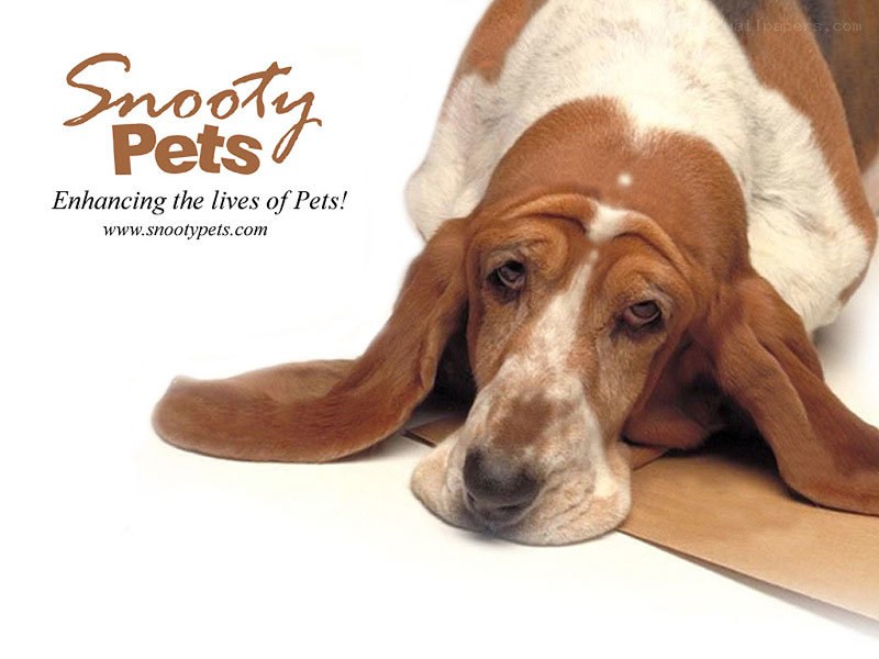 Basset Hound Advert