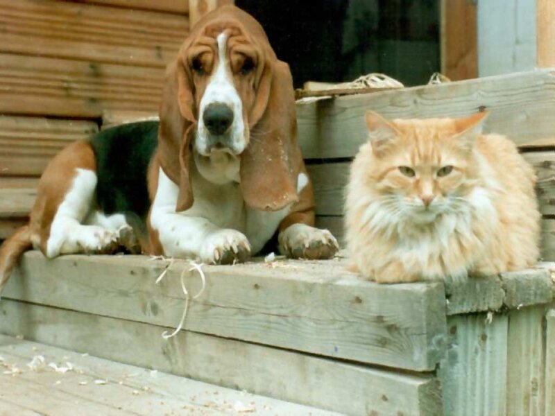Basset hound and cat on porch
