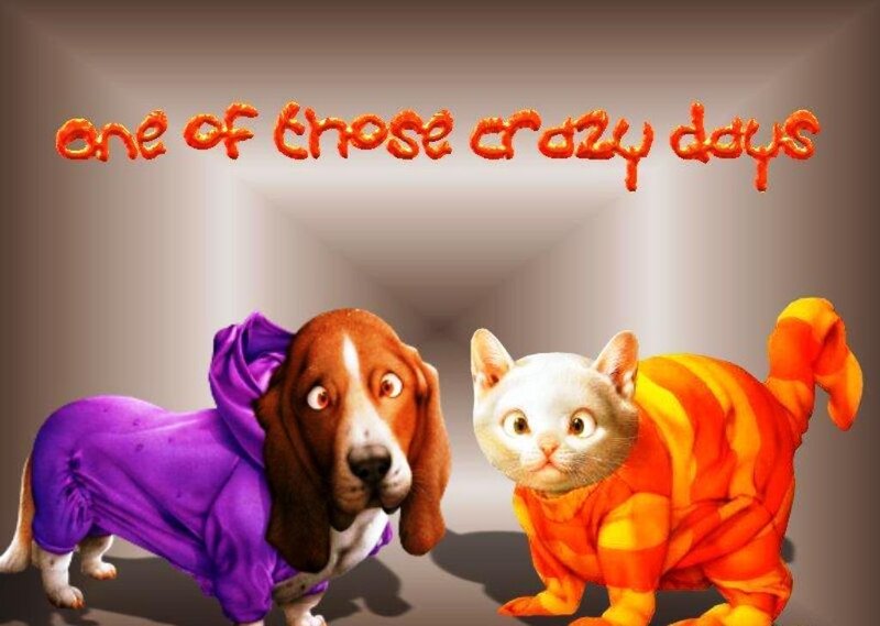 Basset Hound and Cat