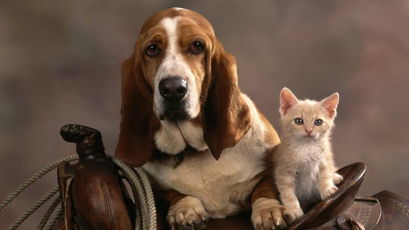 Basset Hound and Kitten — Brown, Calm, Photograph, Saddle, Rope